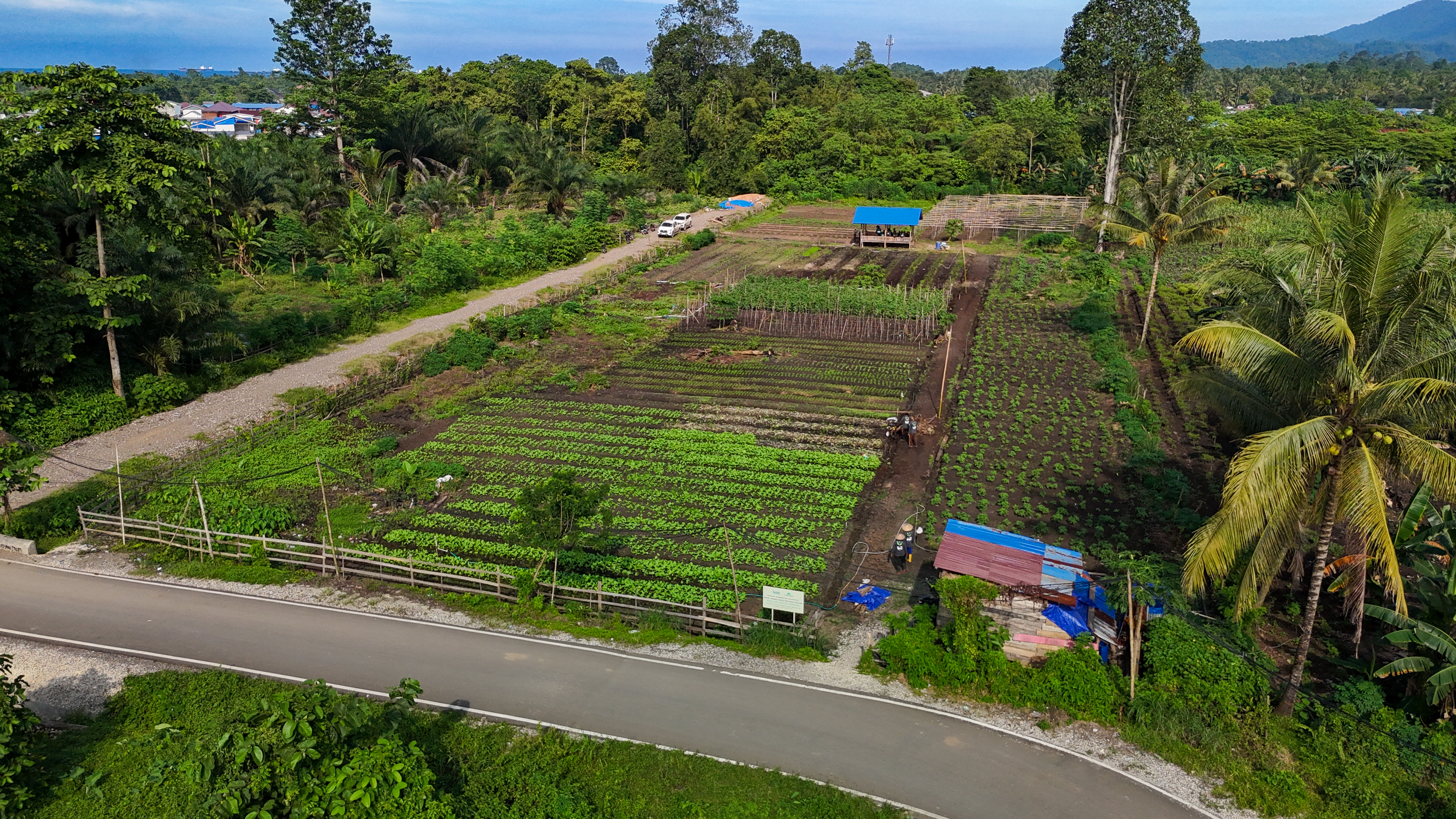 Budidaya Tomat di Morowali: Potensi Unggul di Tengah Alam Sulawesi Tengah