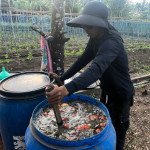 Cara Membuat POC dari Daun Balakacida: Pestisida Alami yang Ampuh Usir Hama