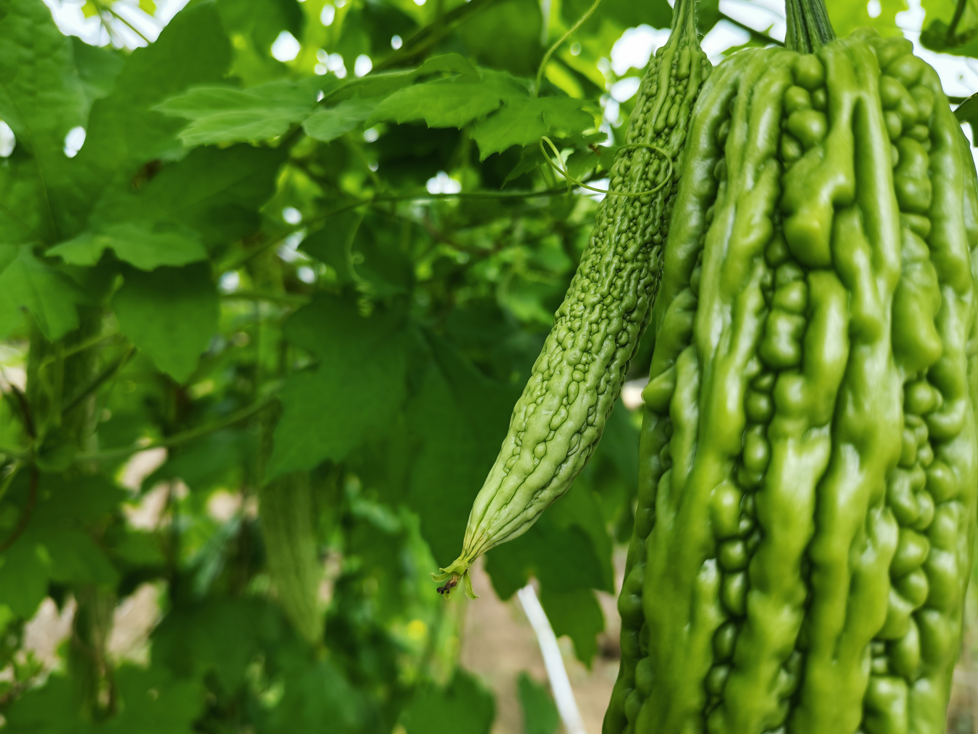 9 Manfaat Ajaib Sayur Pare untuk Kesehatan, Si Pahit yang Kaya Khasiat