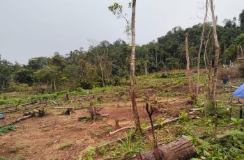 Kelompok Tani Pu’uhulu Samaturu Resmi Berdiri, Siap Garap 10 Hektare Lahan Hortikultura di Desa Makarti Jaya